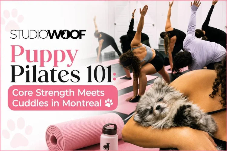 Puppy Pilates 101: Core Strength Meets Cuddles in Montreal